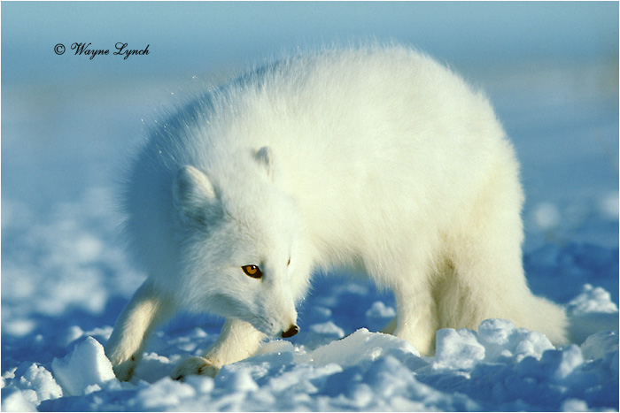 Arctic Fox 115 by Dr. Wayne Lynch &copy;